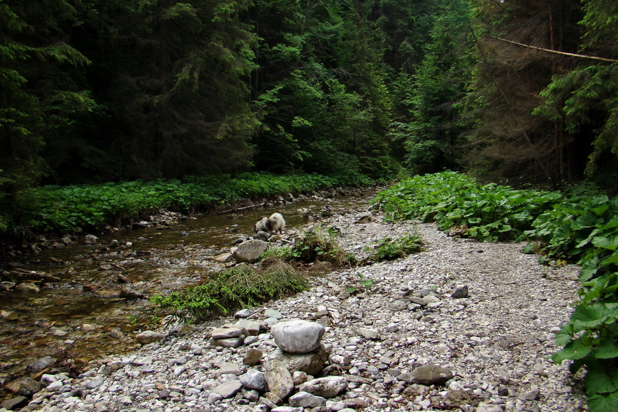 Geravy Tomášovskou Belou (Slovenský raj)