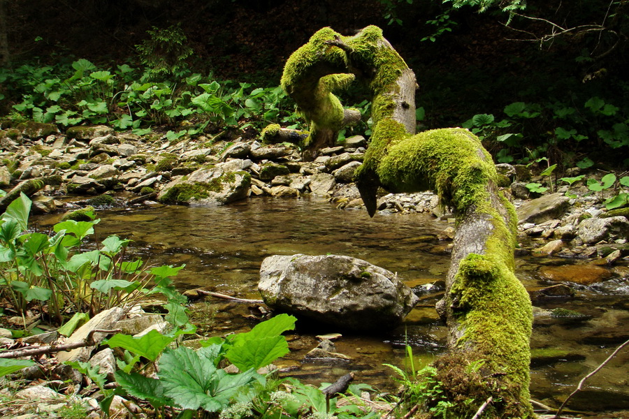 Geravy Tomášovskou Belou (Slovenský raj)