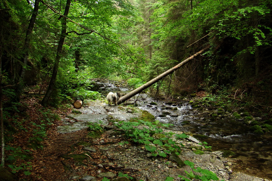 Geravy Tomášovskou Belou (Slovenský raj)