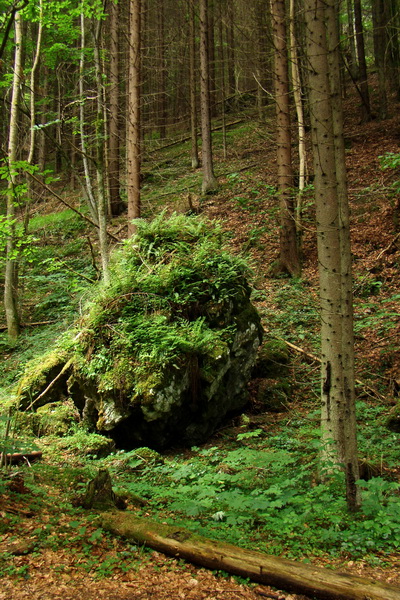 Geravy Tomášovskou Belou (Slovenský raj)