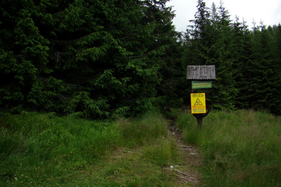 žltá značka vedie cez les