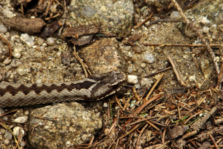 GerlachVretenica obyčajná