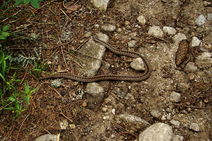 Vretenica obyčajná