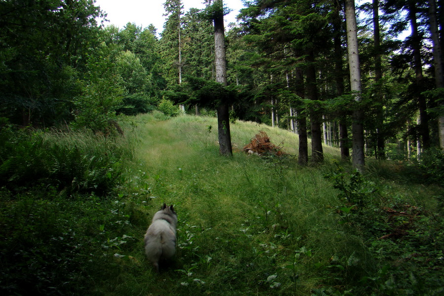 Havrania hlava z Gelnice (Volovské vrchy)