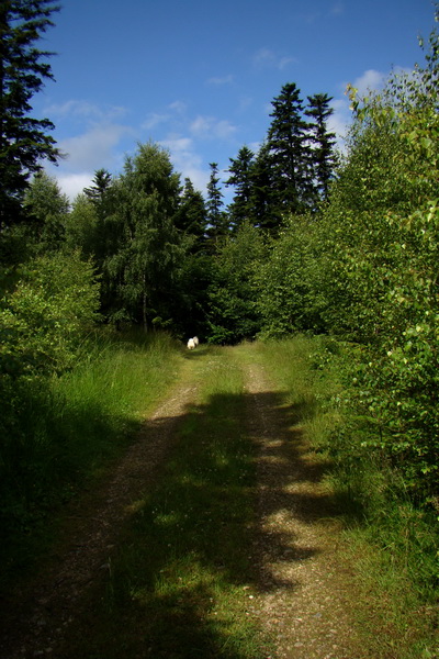 Havrania hlava z Gelnice (Volovské vrchy)