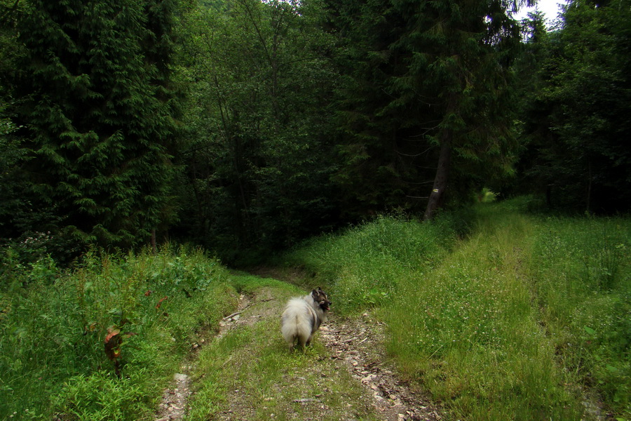 Havrania hlava z Gelnice (Volovské vrchy)