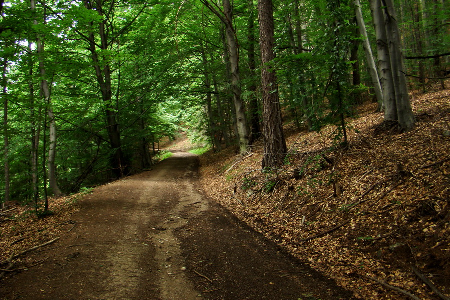 Havrania hlava z Gelnice (Volovské vrchy)