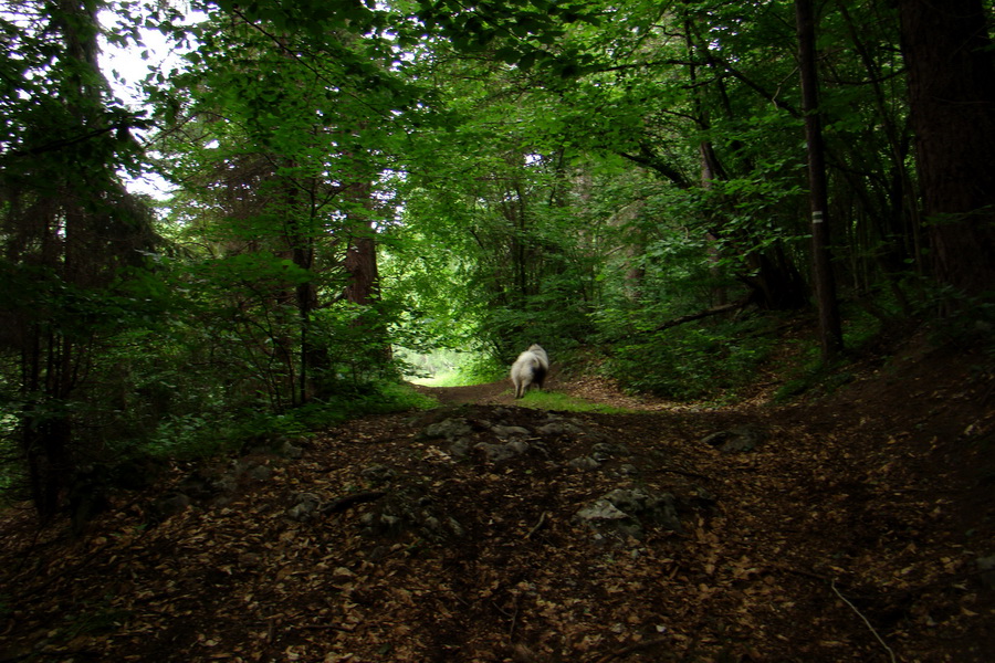 Havrania hlava z Gelnice (Volovské vrchy)