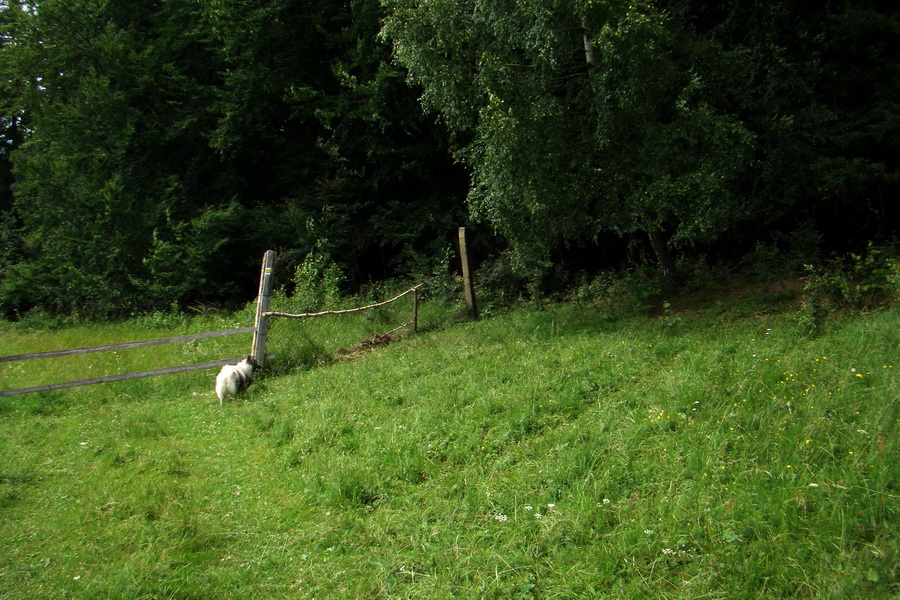 Havrania hlava z Gelnice (Volovské vrchy)