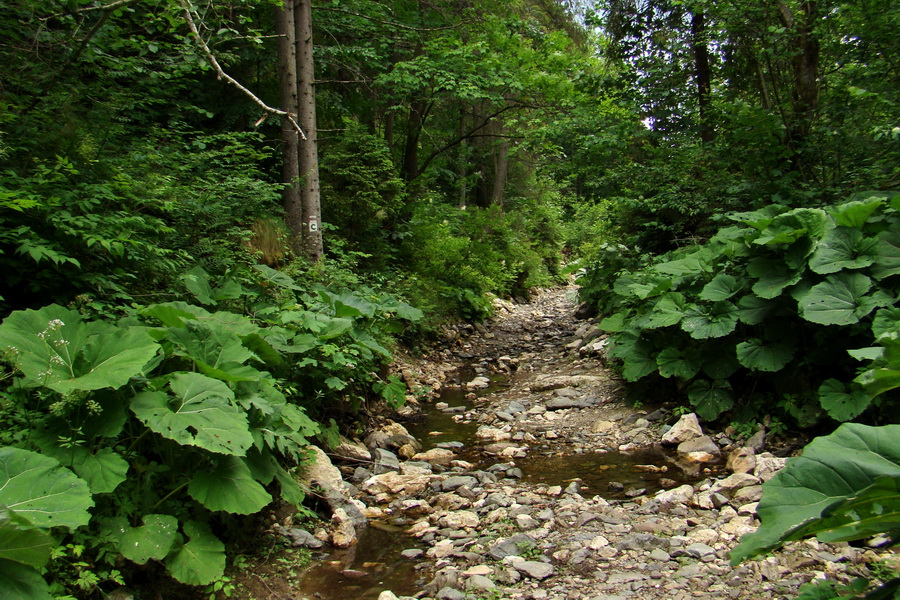 Havrania hlava z Gelnice (Volovské vrchy)