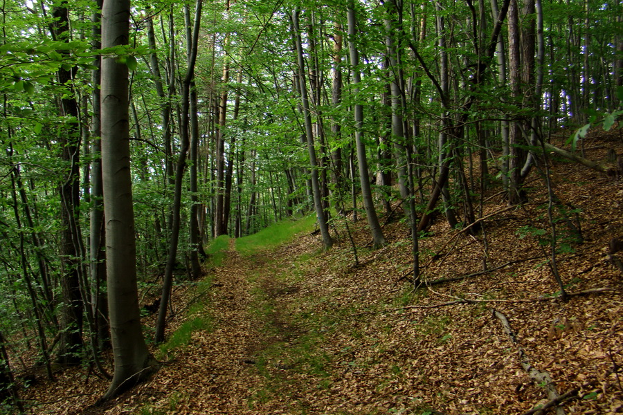 Havrania hlava z Gelnice (Volovské vrchy)