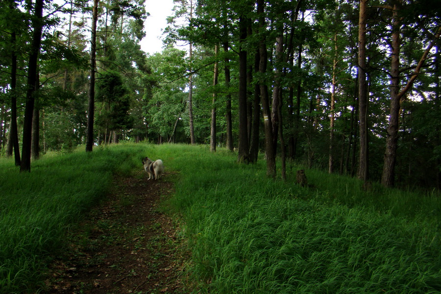 Havrania hlava z Gelnice (Volovské vrchy)