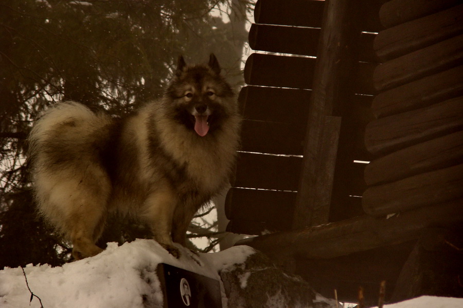 Kloptaň z Mníška nad Hnilcom (Vysoké Tatry)