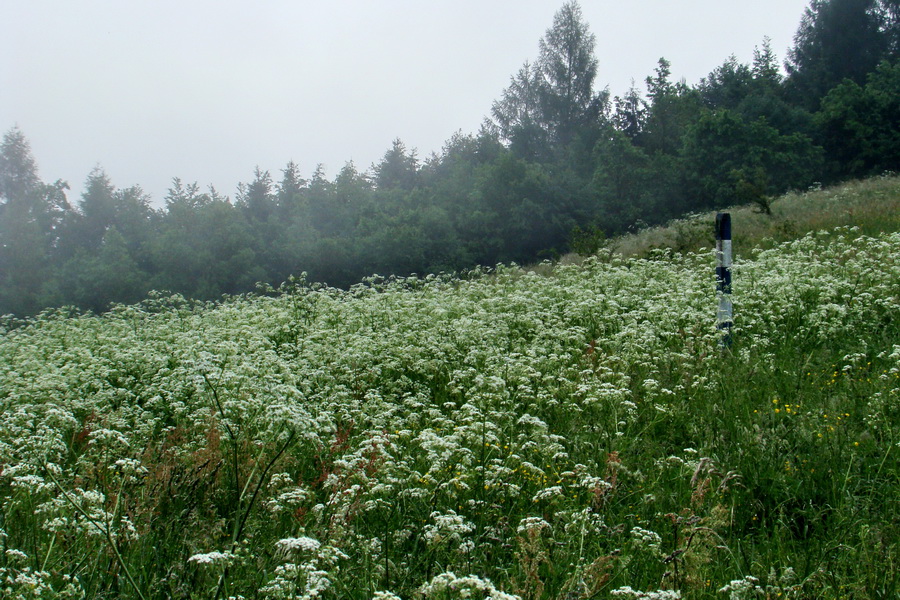 Kojšovská hoľa z Gelnice (Volovské vrchy)