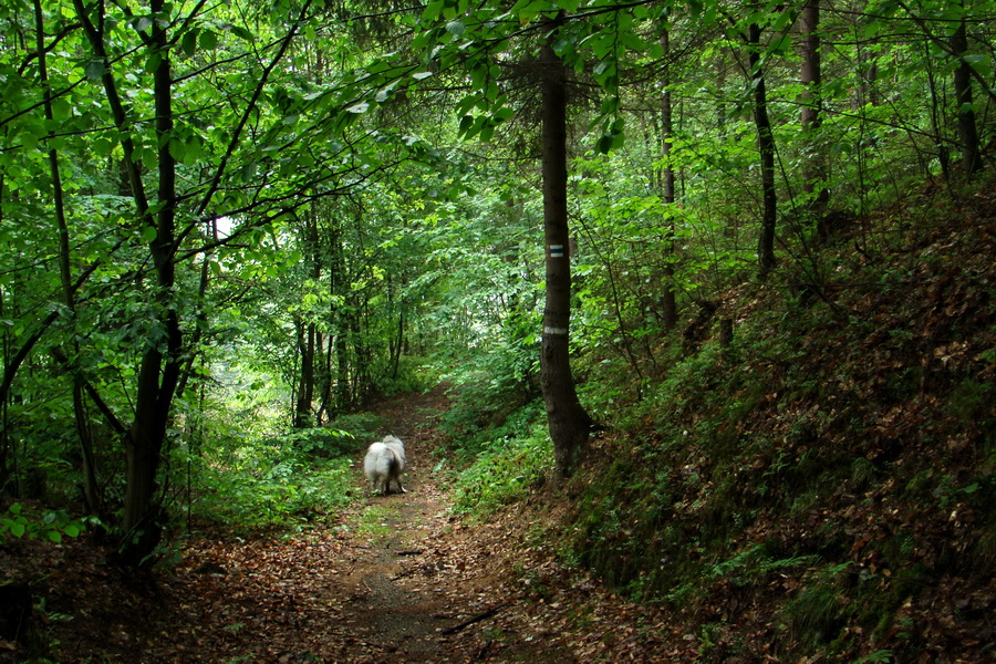 Kojšovská hoľa z Gelnice (Volovské vrchy)