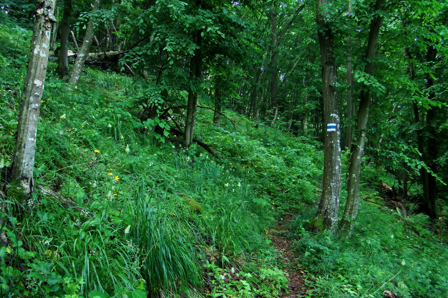 Kojšovská hoľa z Gelnice (Volovské vrchy)