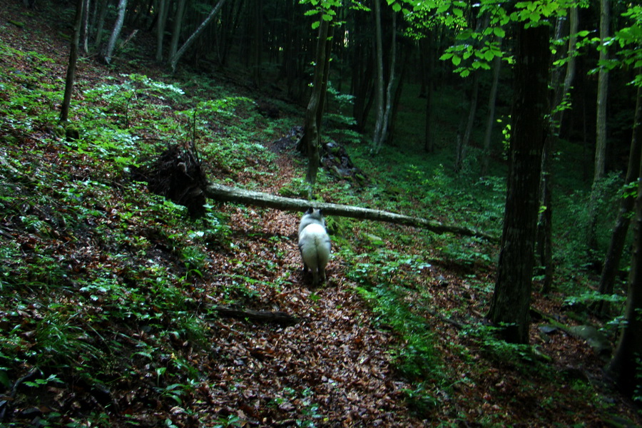 Kojšovská hoľa z Gelnice (Volovské vrchy)