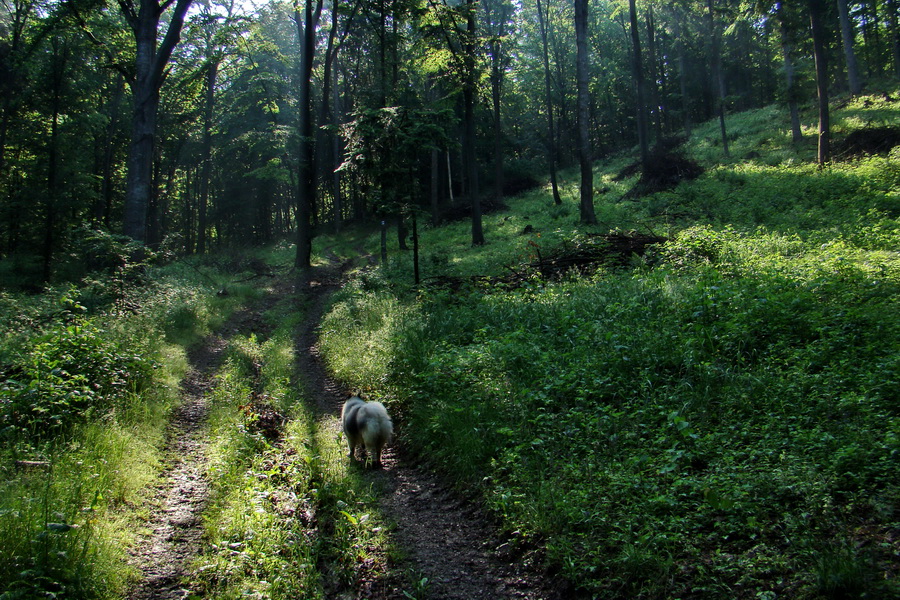 Kojšovská hoľa z Gelnice (Volovské vrchy)