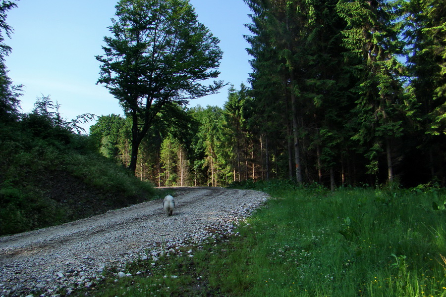 Kojšovská hoľa z Gelnice (Volovské vrchy)