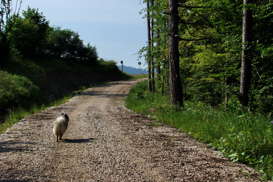 Kojšovská hoľa z Gelnice (Volovské vrchy)