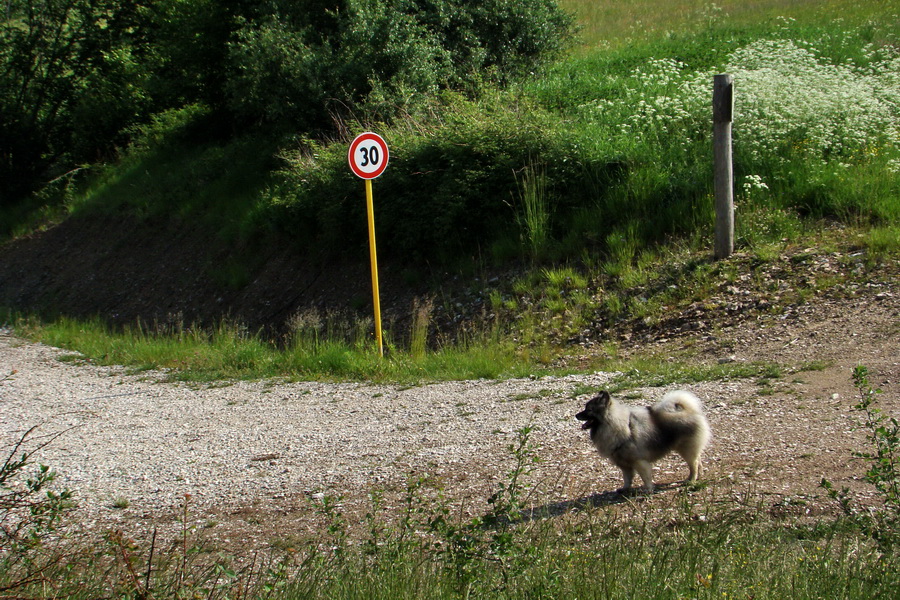 Kojšovská hoľa z Gelnice (Volovské vrchy)