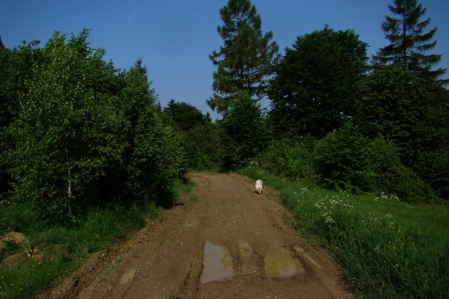 Kojšovská hoľa z Gelnice (Volovské vrchy)