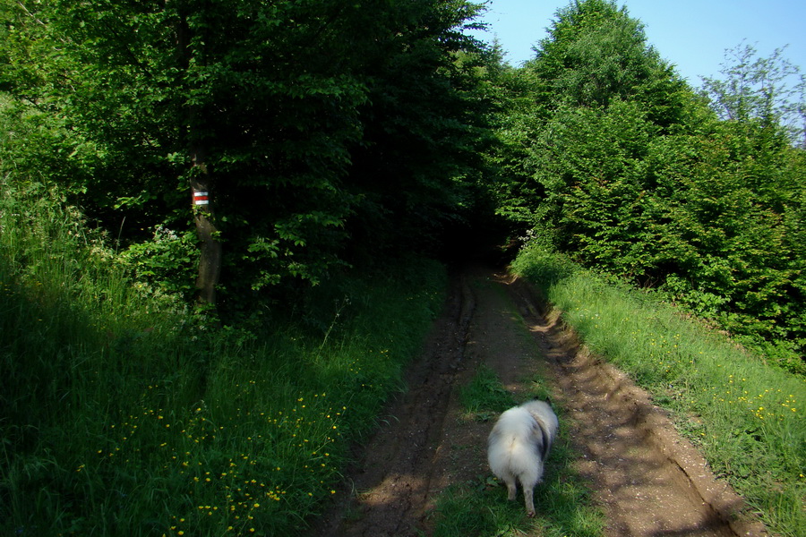 Kojšovská hoľa z Gelnice (Volovské vrchy)