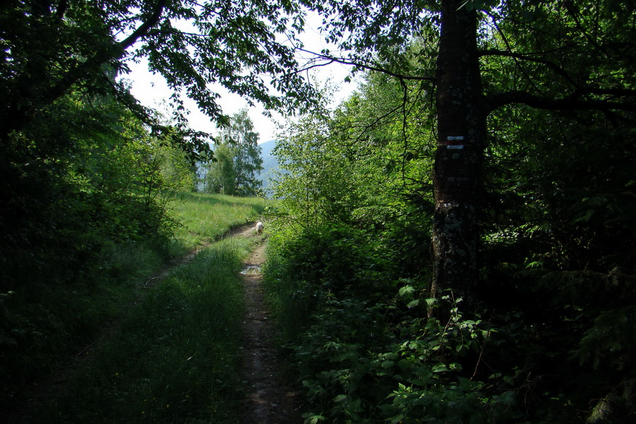 Kojšovská hoľa z Gelnice (Volovské vrchy)