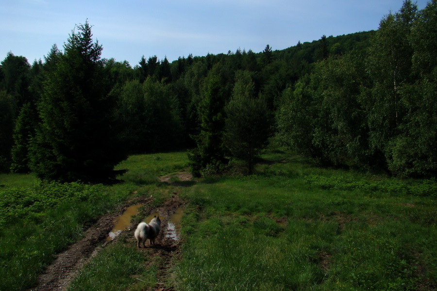 Kojšovská hoľa z Gelnice (Volovské vrchy)