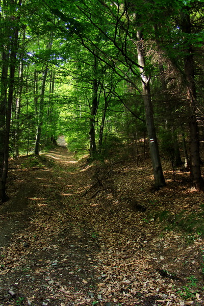 Kojšovská hoľa z Gelnice (Volovské vrchy)