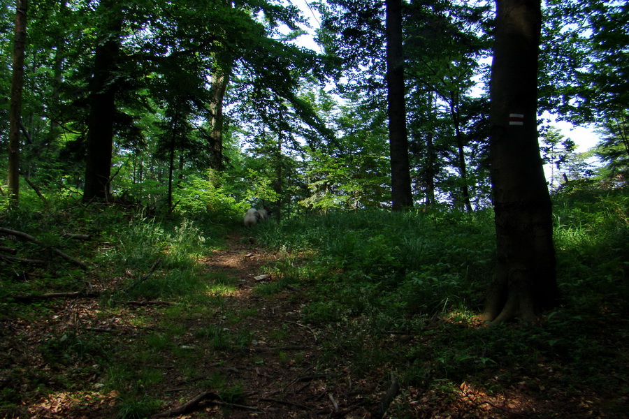 Kojšovská hoľa z Gelnice (Volovské vrchy)