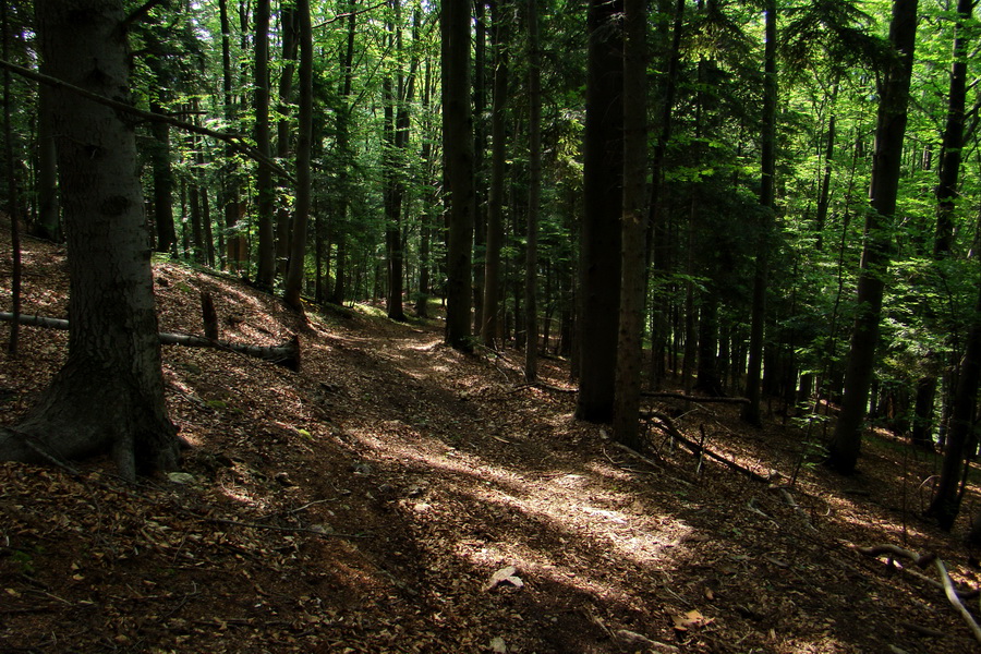 Kojšovská hoľa z Gelnice (Volovské vrchy)