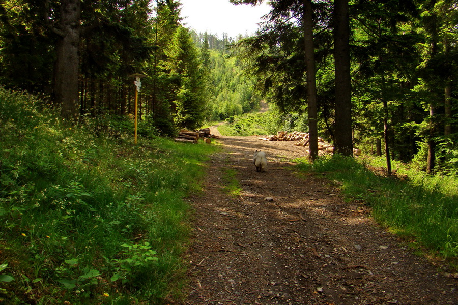 Kojšovská hoľa z Gelnice (Volovské vrchy)