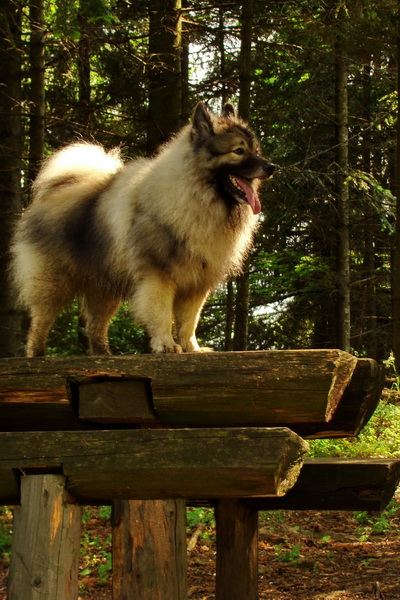 Kojšovská hoľa z Gelnice (Volovské vrchy)