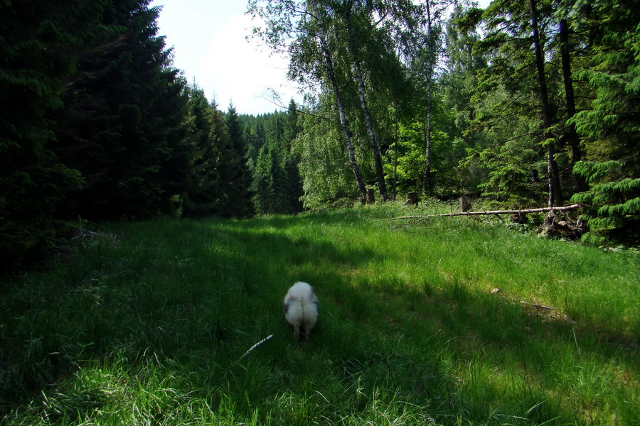 Kojšovská hoľa z Gelnice (Volovské vrchy)