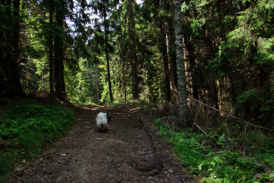 Kojšovská hoľa z Gelnice (Volovské vrchy)