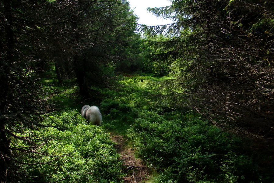 Kojšovská hoľa z Gelnice (Volovské vrchy)