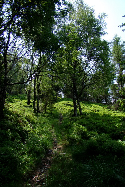 Kojšovská hoľa z Gelnice (Volovské vrchy)