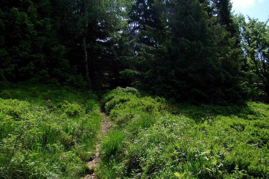 Kojšovská hoľa z Gelnice (Volovské vrchy)