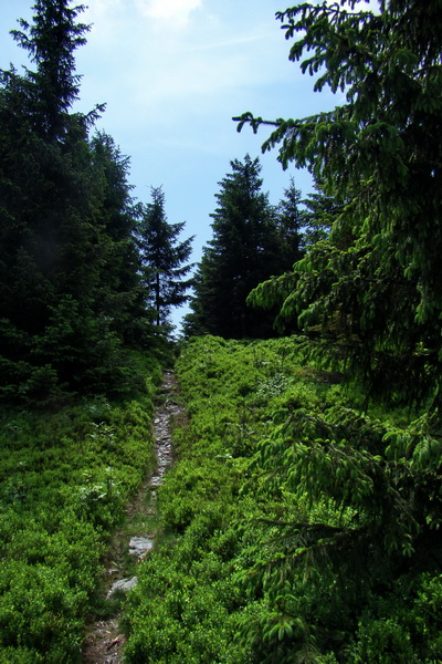 Kojšovská hoľa z Gelnice (Volovské vrchy)