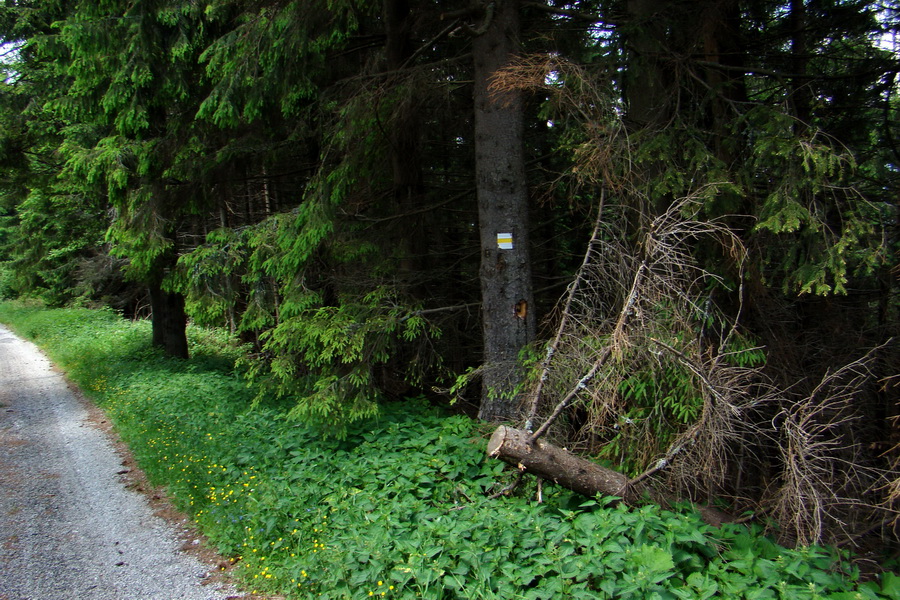 Kojšovská hoľa z Gelnice (Volovské vrchy)