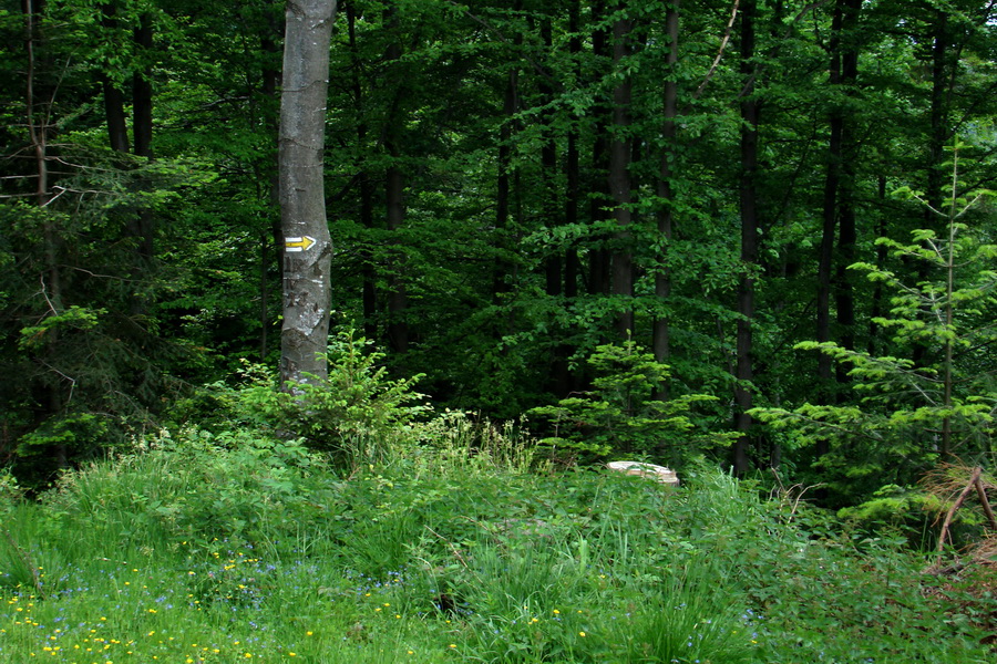 Kojšovská hoľa z Gelnice (Volovské vrchy)