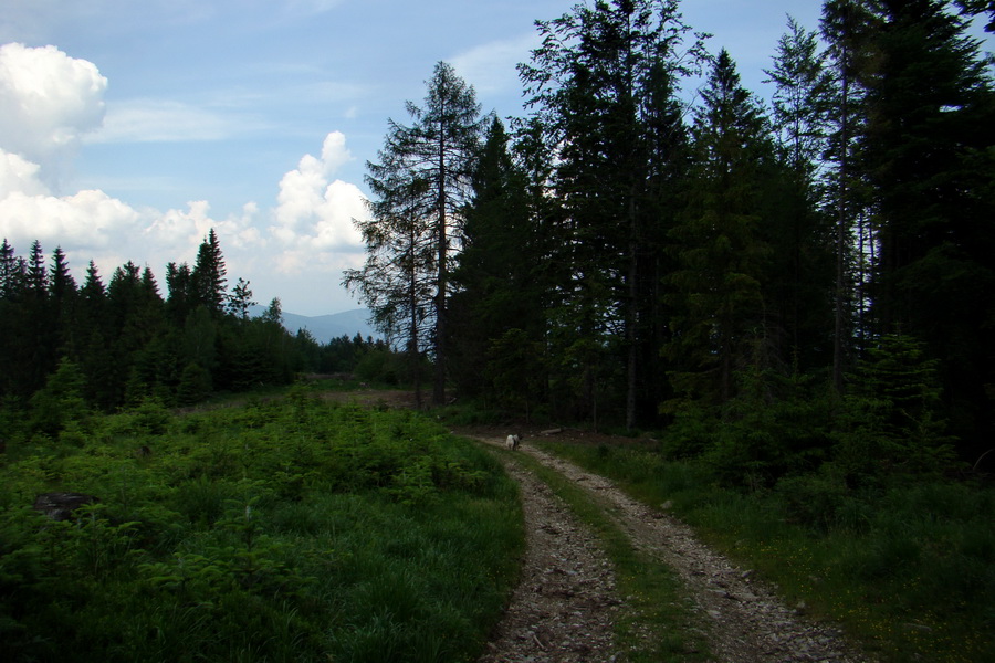 Kojšovská hoľa z Gelnice (Volovské vrchy)