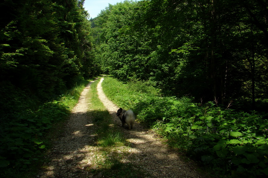 Kojšovská hoľa z Gelnice (Volovské vrchy)