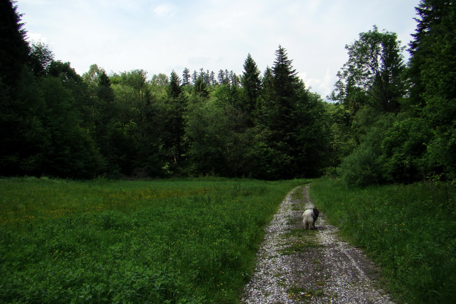 Kojšovská hoľa z Gelnice (Volovské vrchy)