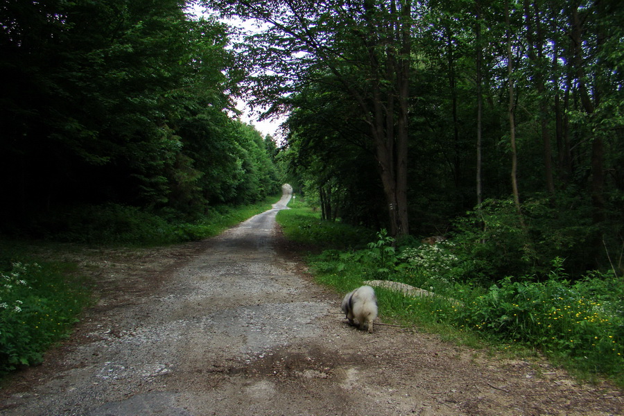 Kojšovská hoľa z Gelnice (Volovské vrchy)