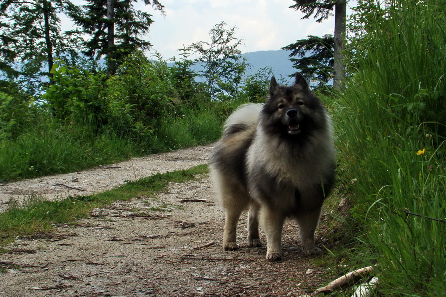 Kojšovská hoľa z Gelnice (Volovské vrchy)