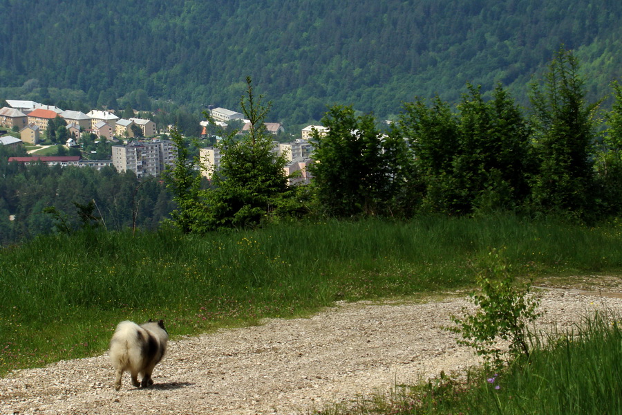 Kojšovská hoľa z Gelnice (Volovské vrchy)