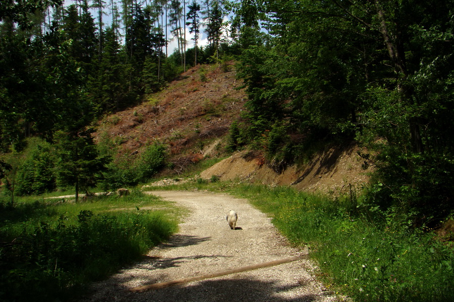 Kojšovská hoľa z Gelnice (Volovské vrchy)