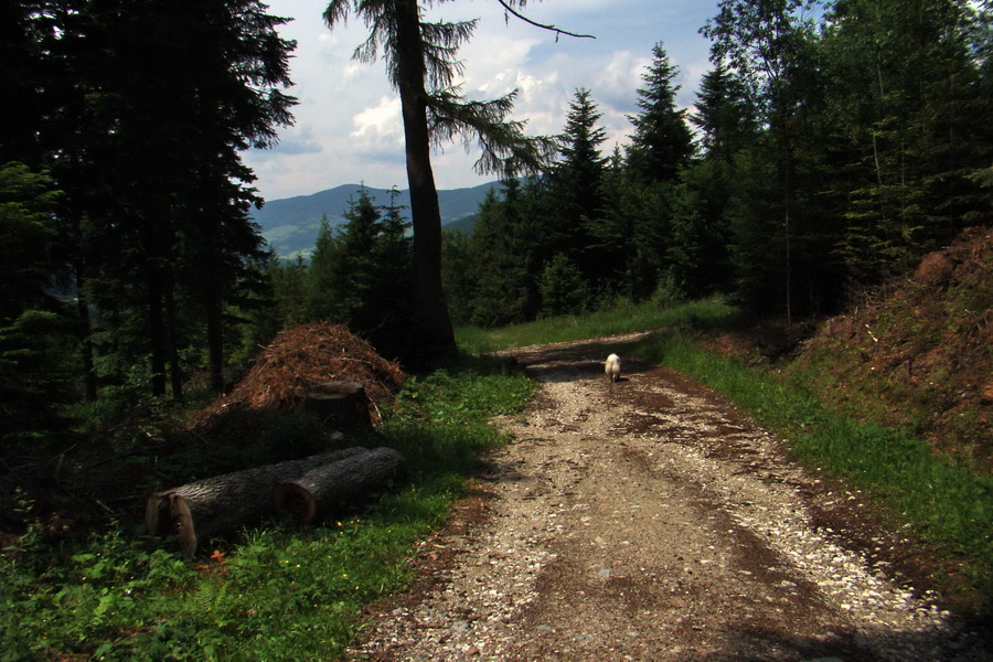 Kojšovská hoľa z Gelnice (Volovské vrchy)